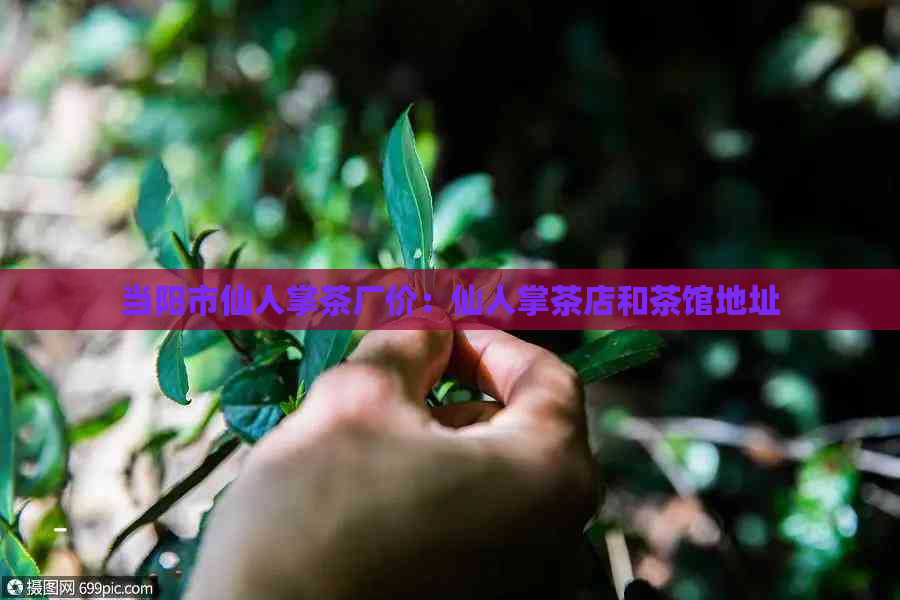 当阳市仙人掌茶厂价：仙人掌茶店和茶馆地址