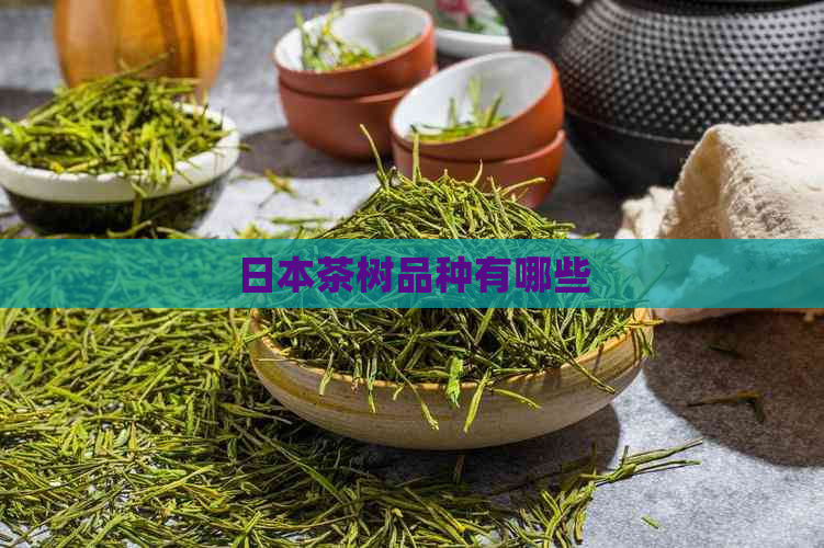 茶树品种有哪些