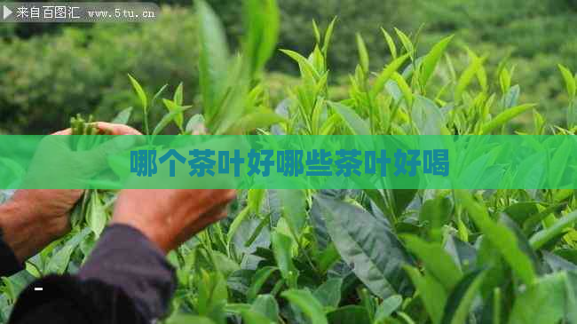 哪个茶叶好哪些茶叶好喝