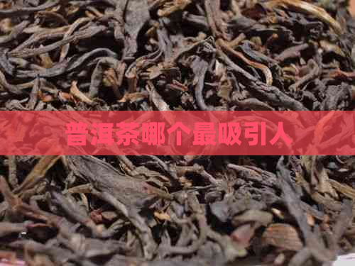 普洱茶哪个最吸引人