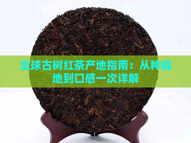 全球古树红茶产地指南：从种植地到口感一次详解