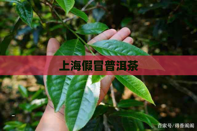 上海假冒普洱茶