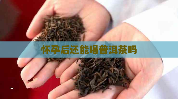 怀孕后还能喝普洱茶吗