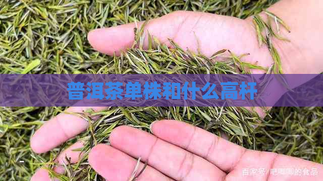 普洱茶单株和什么高杆