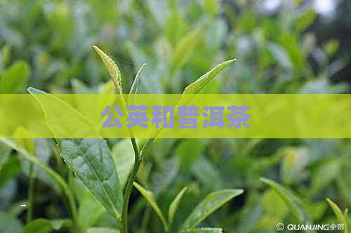 公英和普洱茶