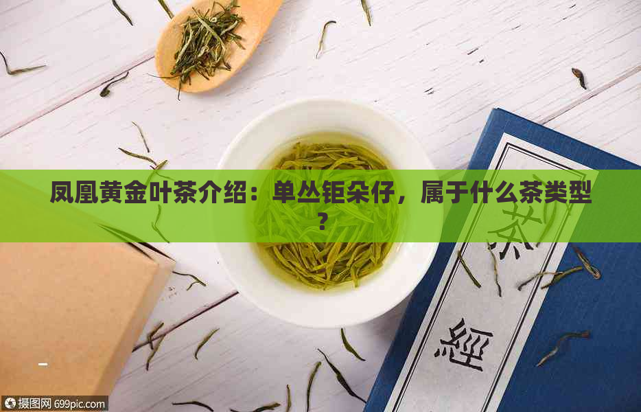 凤凰黄金叶茶介绍：单丛钜朵仔，属于什么茶类型？