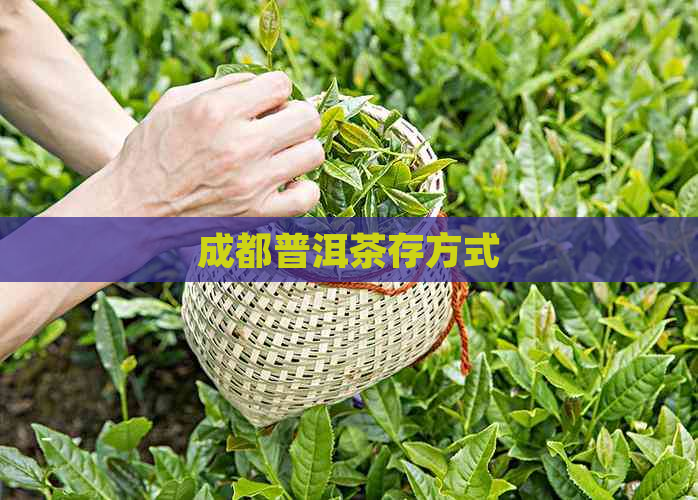 成都普洱茶存方式