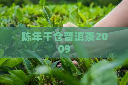 陈年干仓普洱茶2009