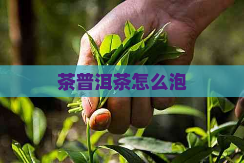 茶普洱茶怎么泡