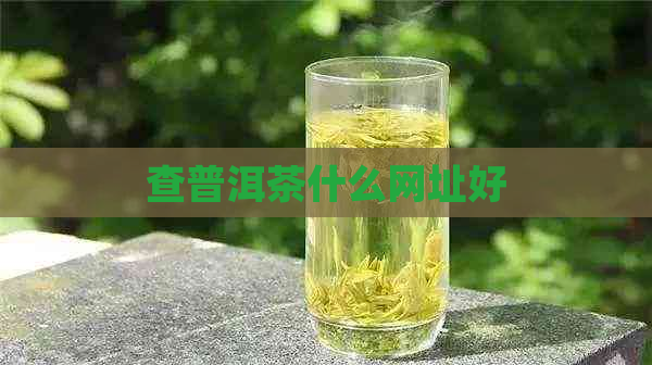 查普洱茶什么网址好