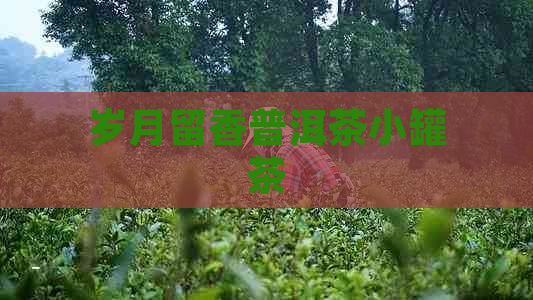 岁月留香普洱茶小罐茶