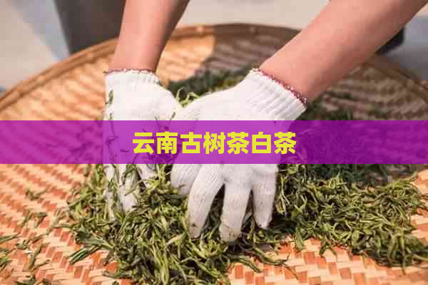 云南古树茶白茶