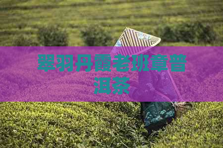 翠羽丹霞老班章普洱茶