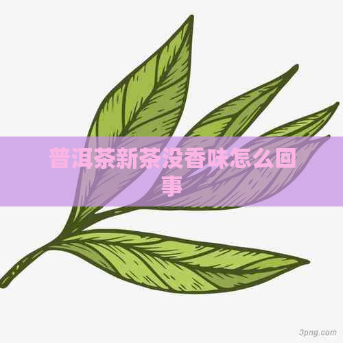 普洱茶新茶没香味怎么回事