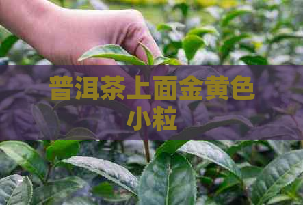 普洱茶上面金黄色小粒