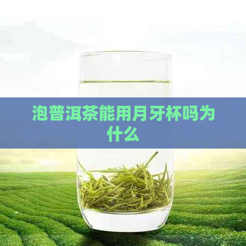 泡普洱茶能用月牙杯吗为什么