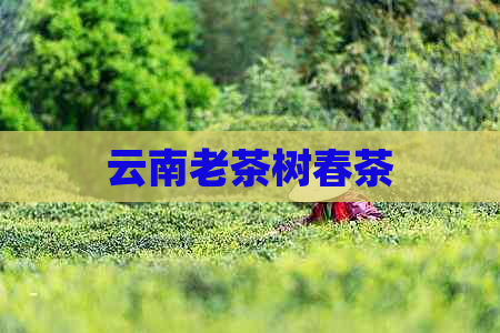 云南老茶树春茶