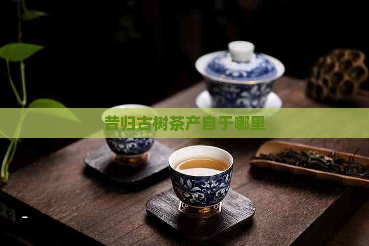 昔归古树茶产自于哪里