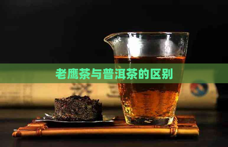 老鹰茶与普洱茶的区别