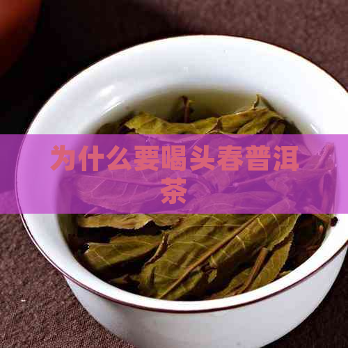 为什么要喝头春普洱茶