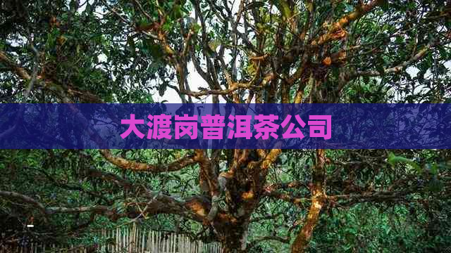 大渡岗普洱茶公司