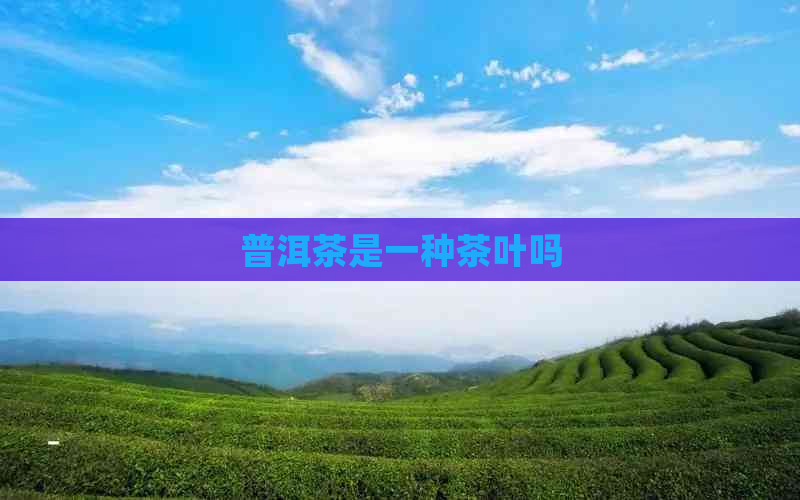 普洱茶是一种茶叶吗