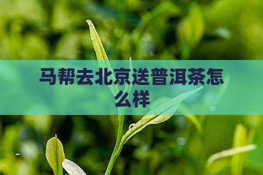 马帮去北京送普洱茶怎么样