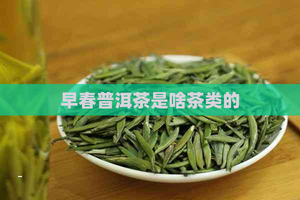 早春普洱茶是啥茶类的