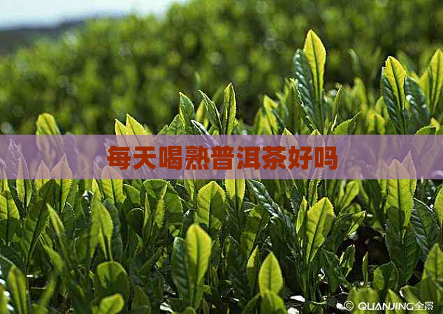 每天喝熟普洱茶好吗