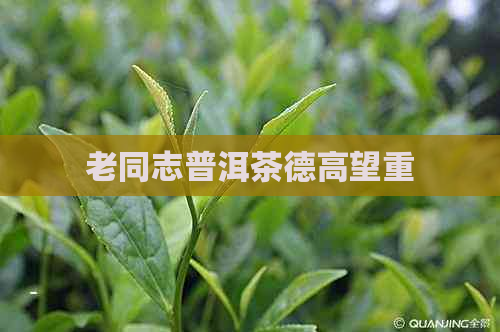 老同志普洱茶德高望重