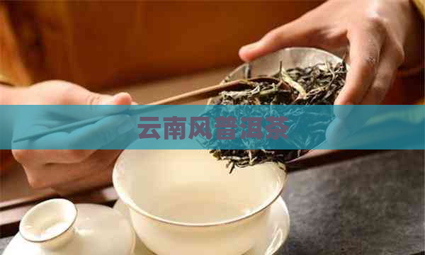 云南风普洱茶