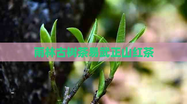 雨林古树茶易武正山红茶