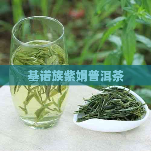 基诺族紫娟普洱茶