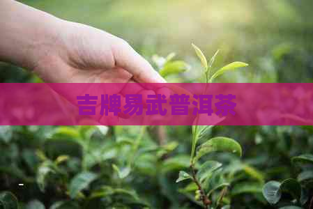 吉牌易武普洱茶