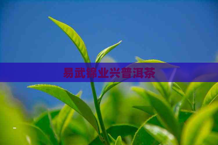 易武锦业兴普洱茶