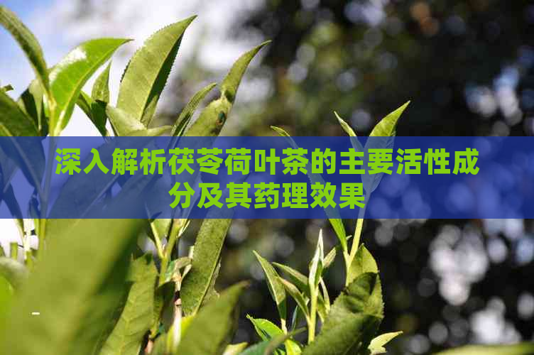 深入解析茯苓荷叶茶的主要活性成分及其药理效果