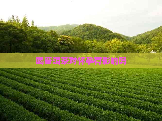 喝普洱茶对怀孕有影响吗