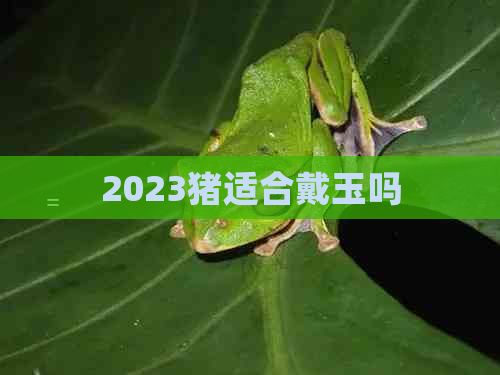 2023猪适合戴玉吗