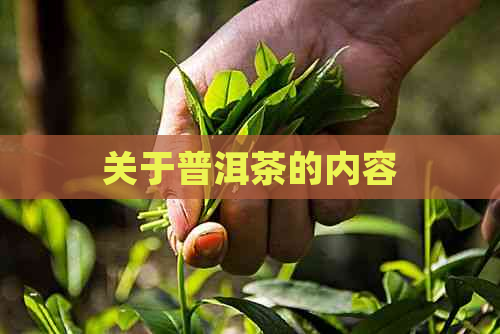 关于普洱茶的内容