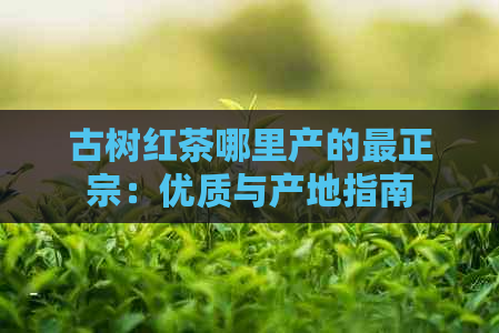 古树红茶哪里产的最正宗：优质与产地指南