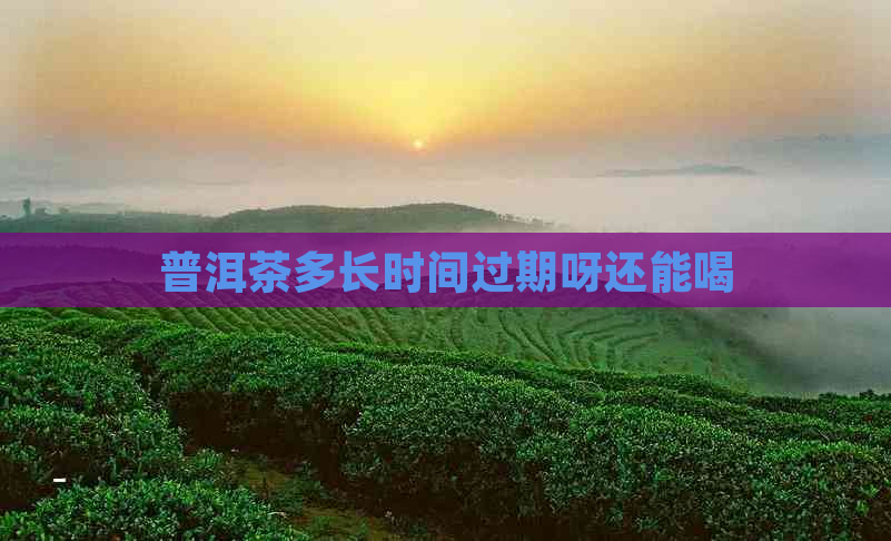 普洱茶多长时间过期呀还能喝