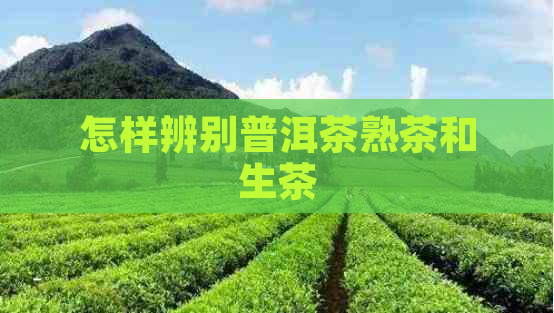 怎样辨别普洱茶熟茶和生茶