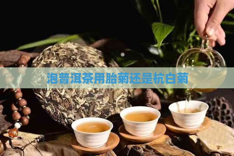 泡普洱茶用胎菊还是杭白菊