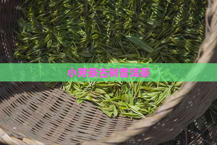 小芳茶古树普洱茶