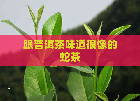 跟普洱茶味道很像的蛇茶