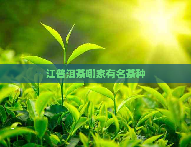 江普洱茶哪家有名茶种