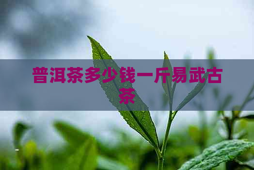 普洱茶多少钱一斤易武古茶