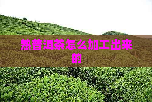 熟普洱茶怎么加工出来的