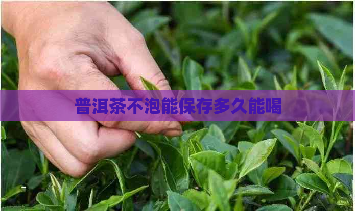 普洱茶不泡能保存多久能喝