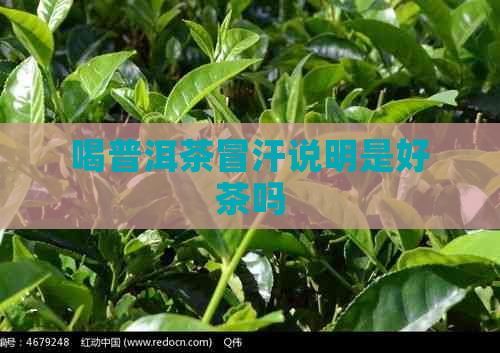 喝普洱茶冒汗说明是好茶吗